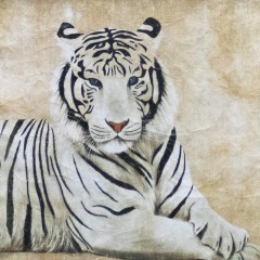 TIGRE BLANC (120x120cm)